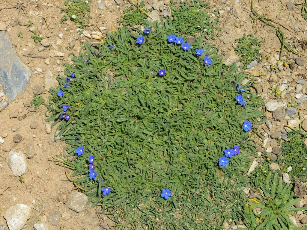 Anchusa Cespitosa