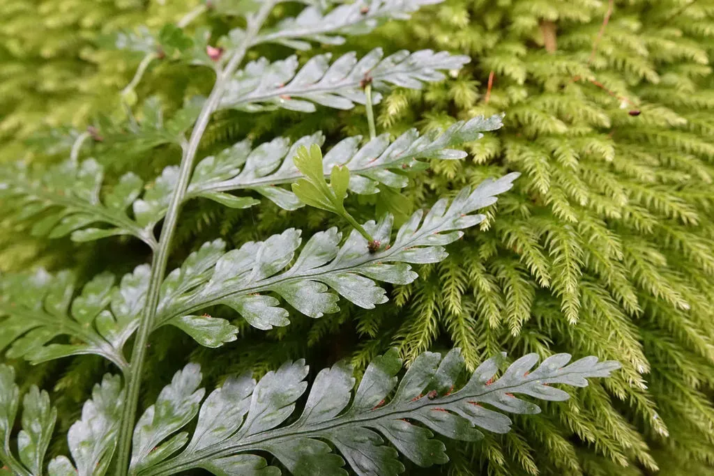 Hen And Chicken Fern