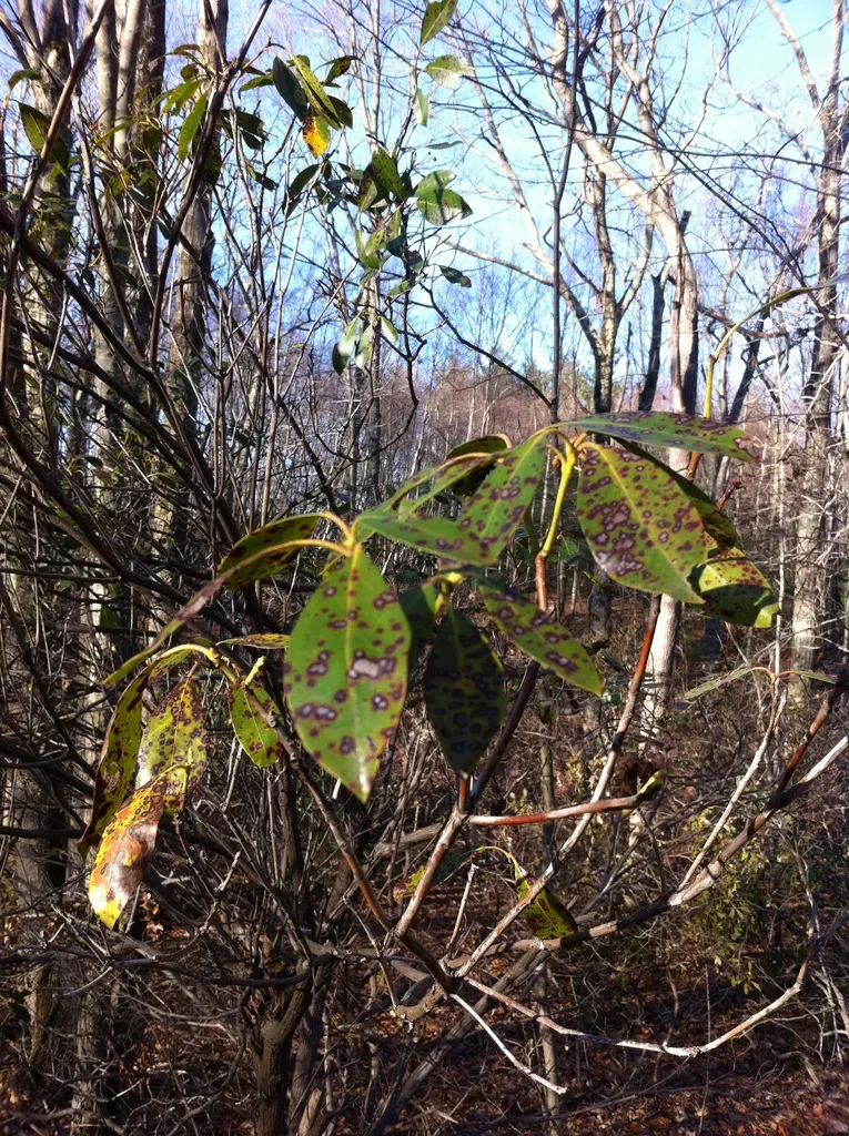 Selaginella Novoleonensis