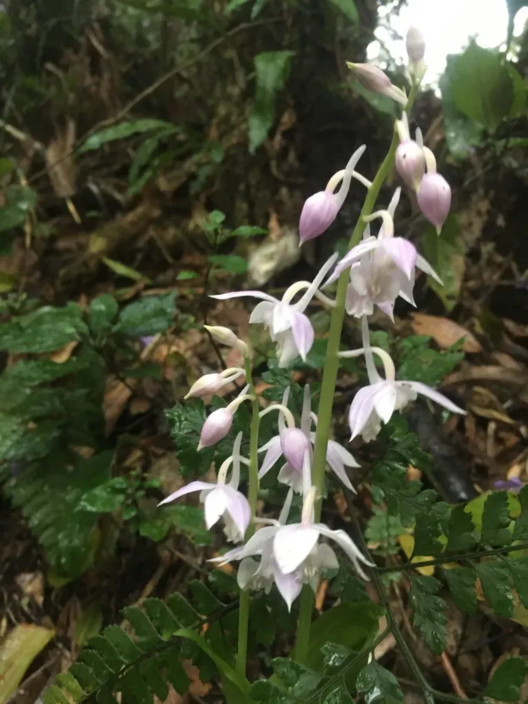 Calanthe Aristulifera