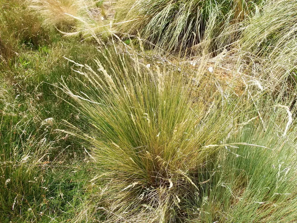 Festuca Dolichophylla