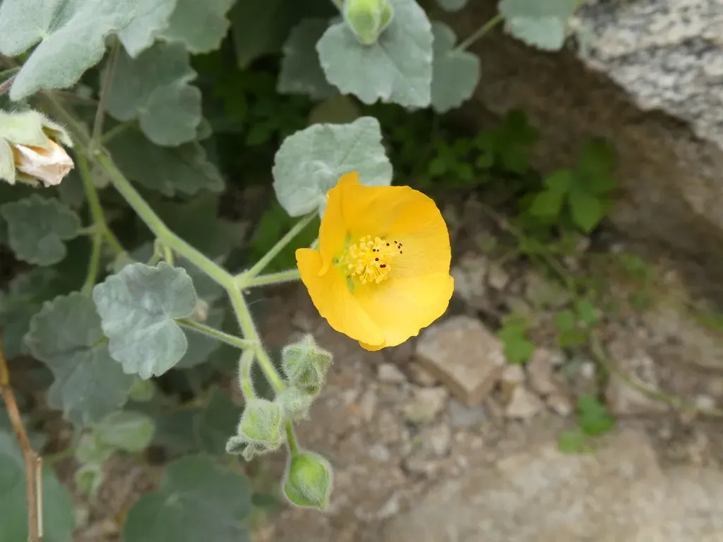 Palmer's Indian Mallow