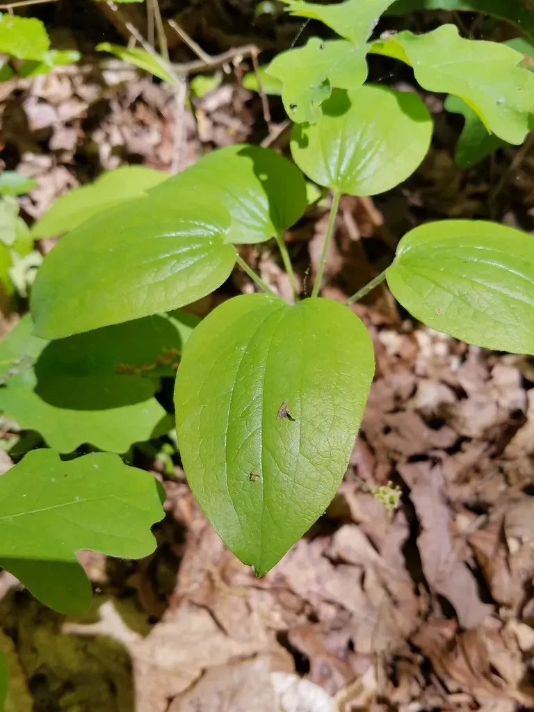 Huger's Carrionflower
