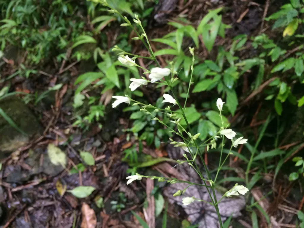Puerto Rico Water-willow