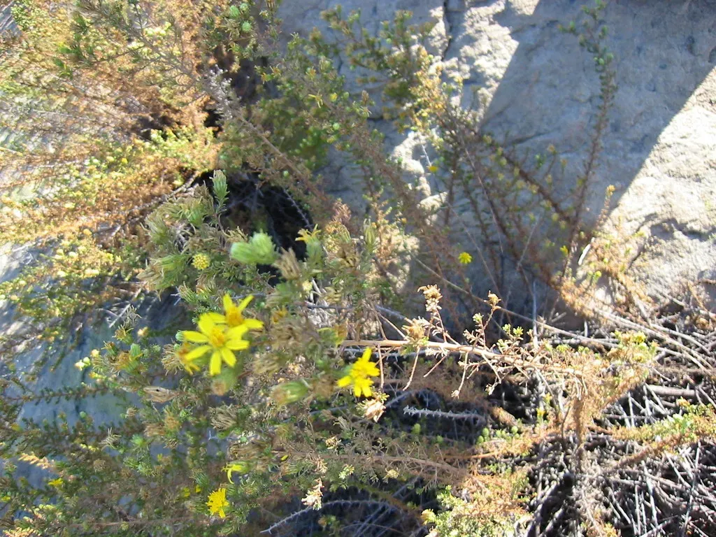 Santa Susana Tarplant