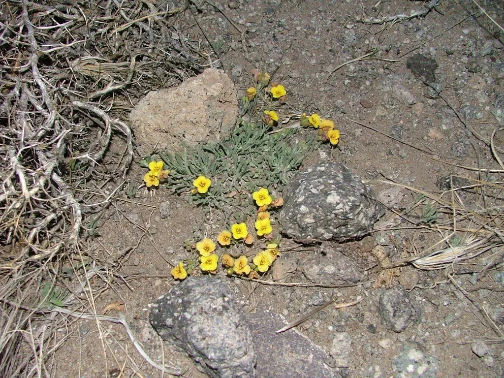 Physaria Mendocina