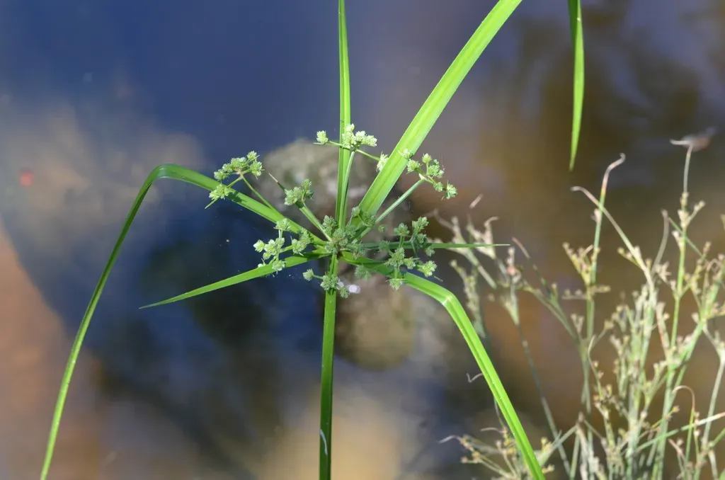 Green Flatsedge