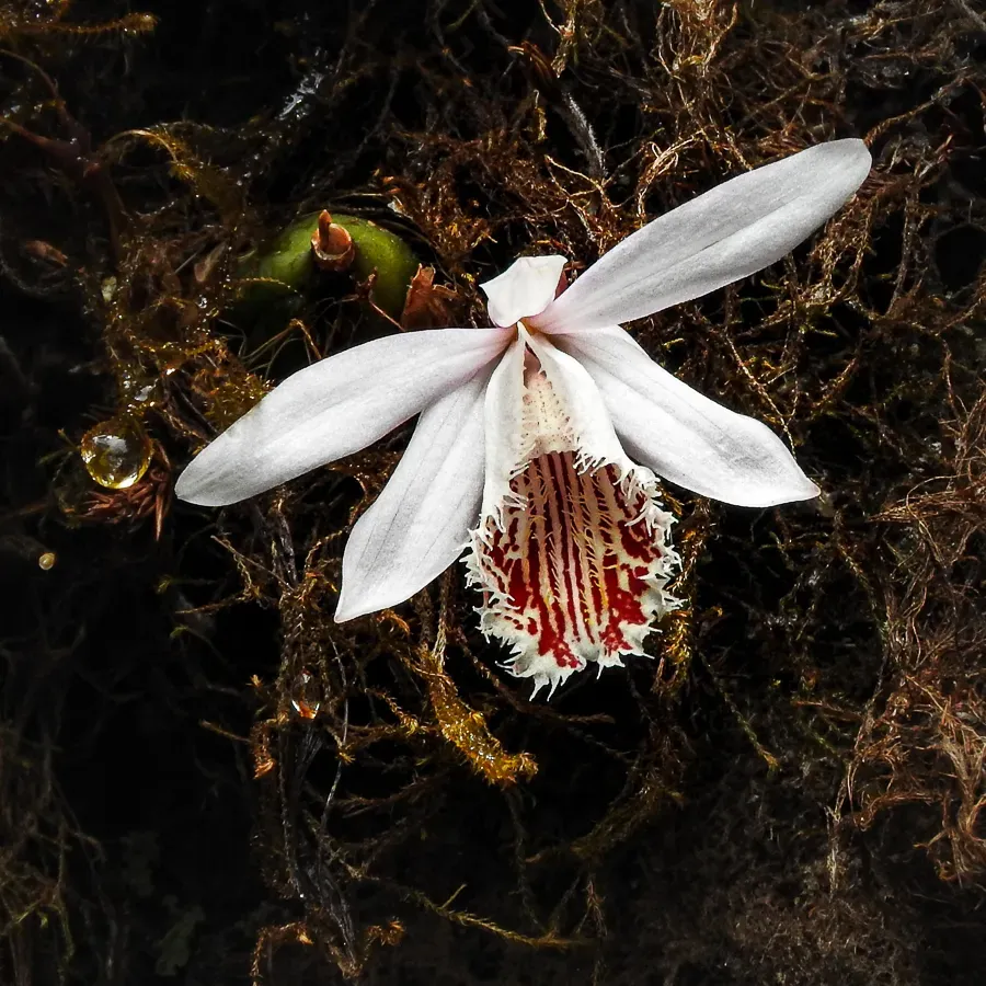 Pleione Humilis