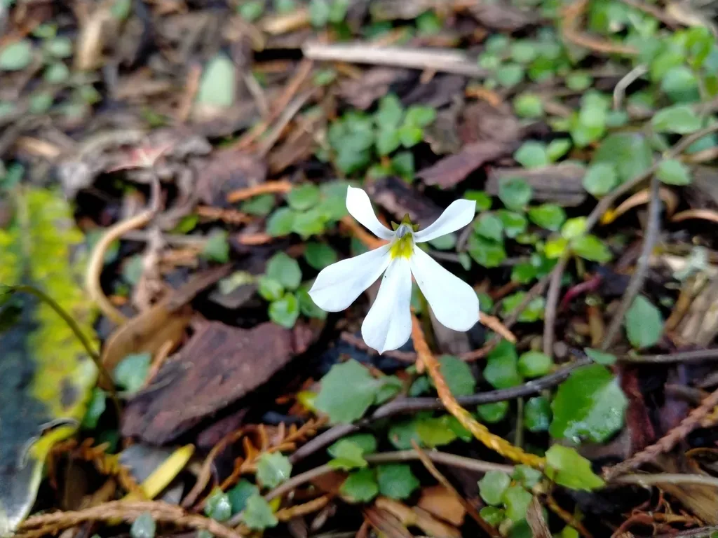 Pratia Angulata