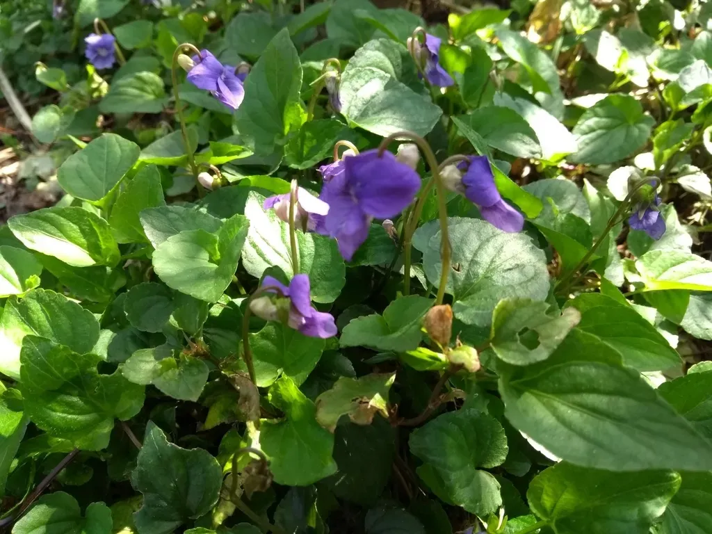 Common Dog-violet