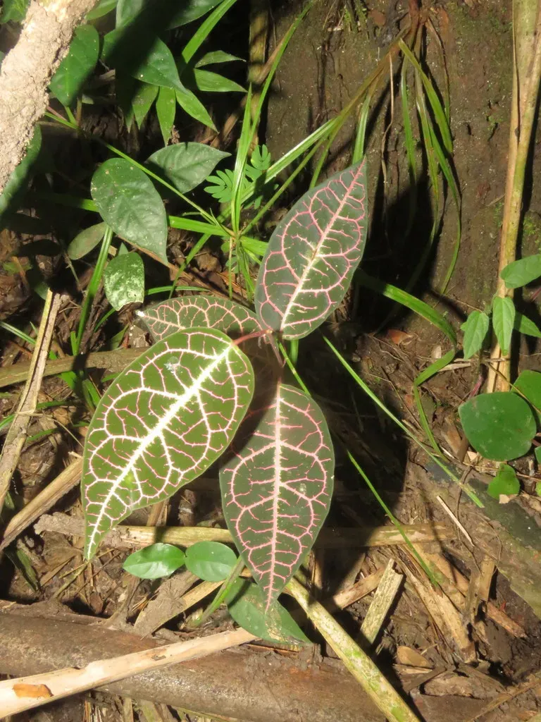 Prestonia Quinquangularis