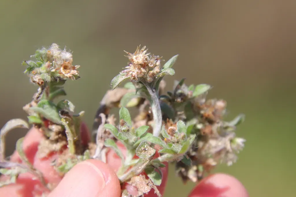 Desert Cudweed