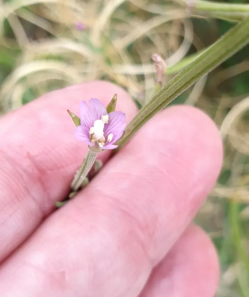 Glabrous Willow Herb