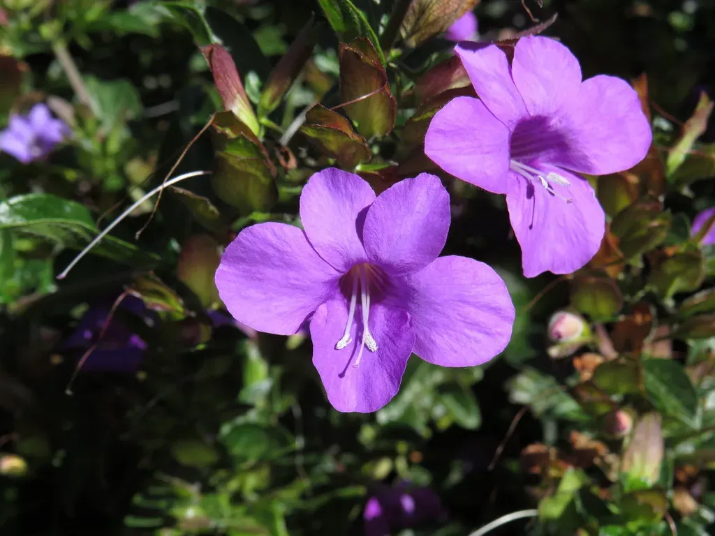 Purple Bushviolet