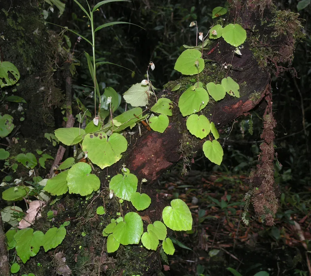 Begonia Sinuata