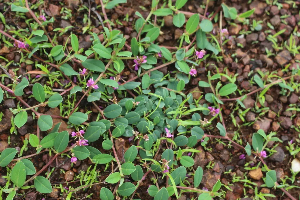 Indigofera Dalzellii