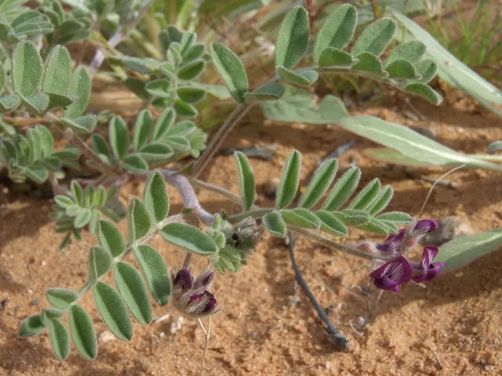 Gravel Milkvetch