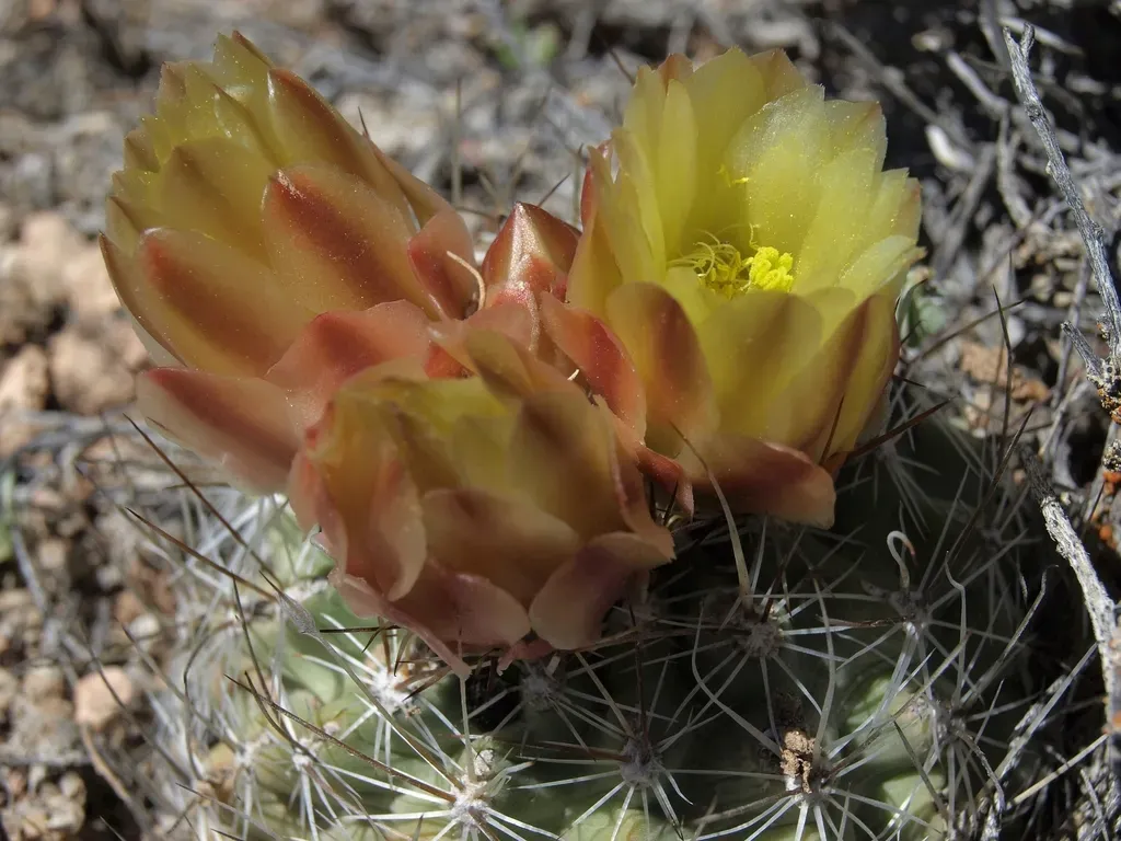 Great Basin Fishhook Cactus