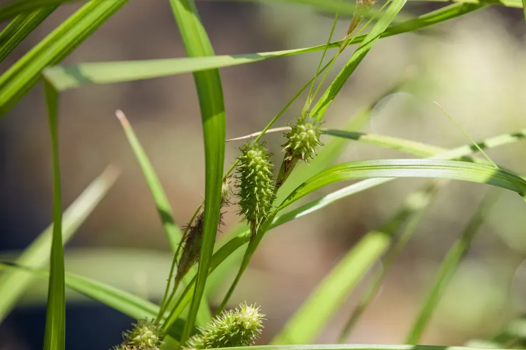 Cherokee Sedge