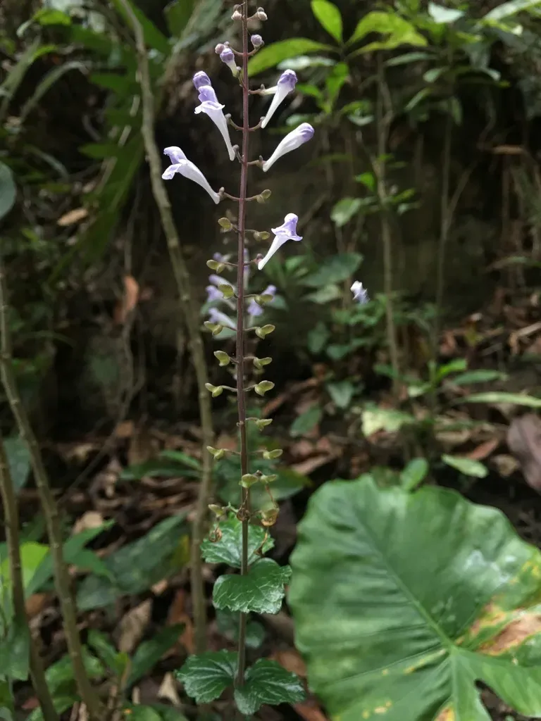 Scutellaria Playfairii