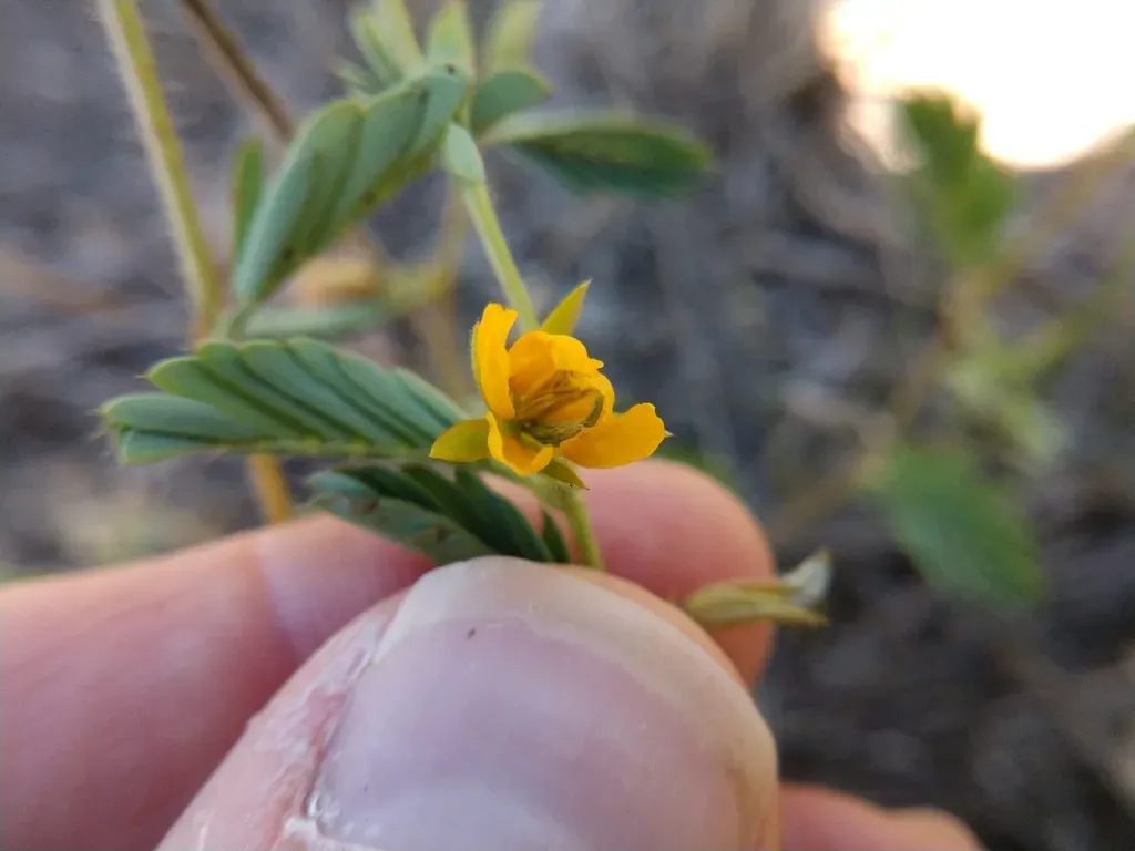 Woodland Sensitive Pea