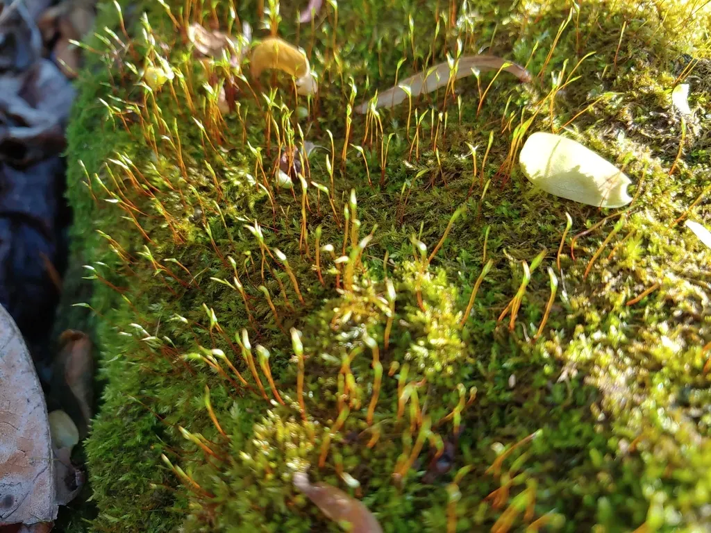 Isopterygium Moss