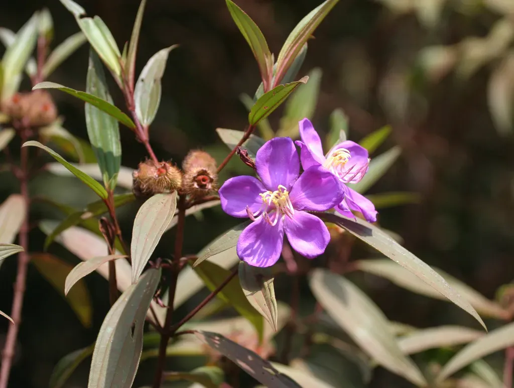 Melastoma Saigonense