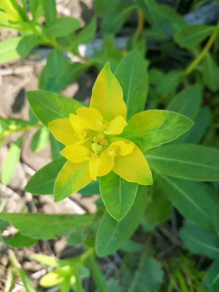 Euphorbia Adenochlora
