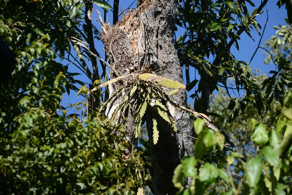 Night Blooming Tropical Cactus