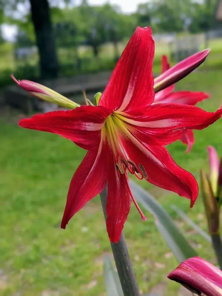 St Joseph's Lily