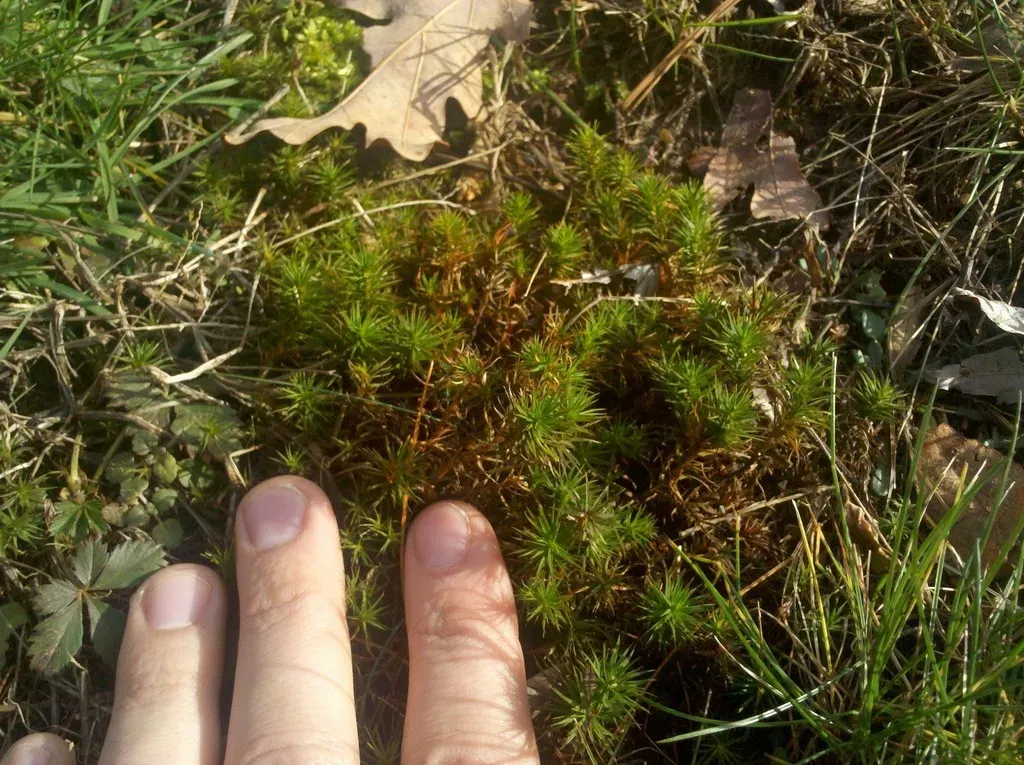 Echinocereus Gurneyi