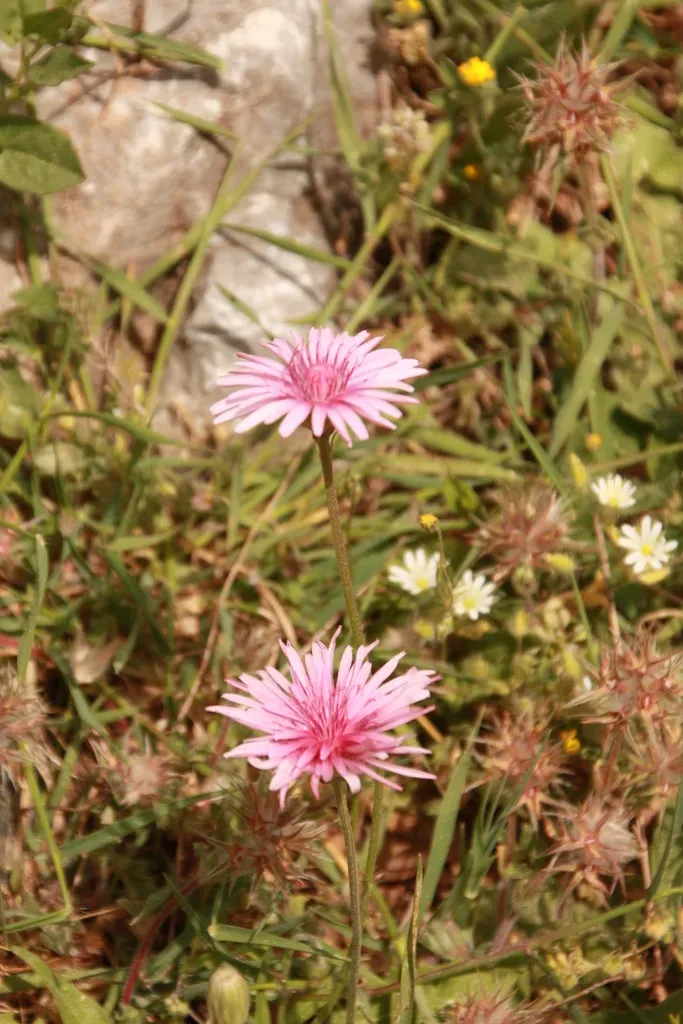 Red Hawksbeard