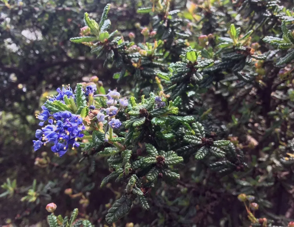 Santa Barbara Ceanothus