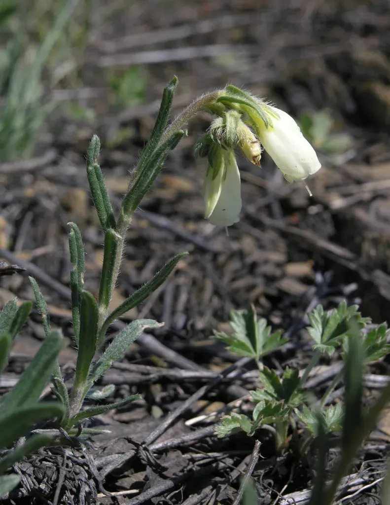 Onosma Simplicissima
