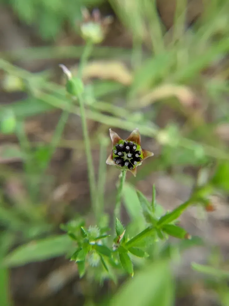 Wright's Dwarfdandelion