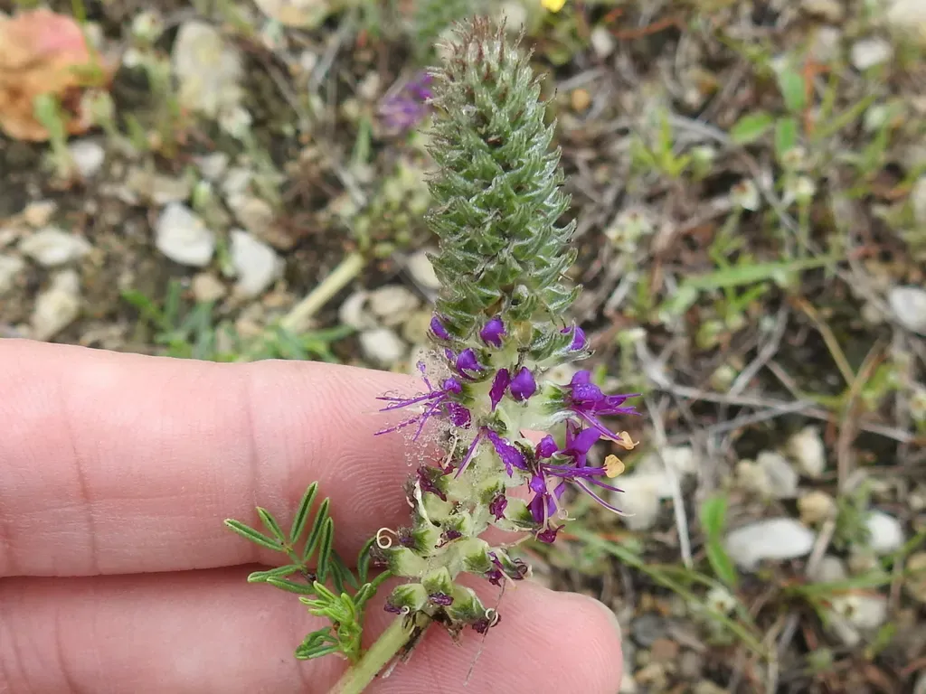 Comanche Peak Prairie Clover
