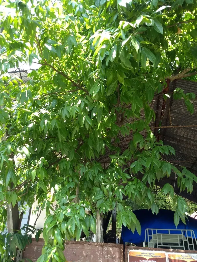 Sapindus Laurifolius