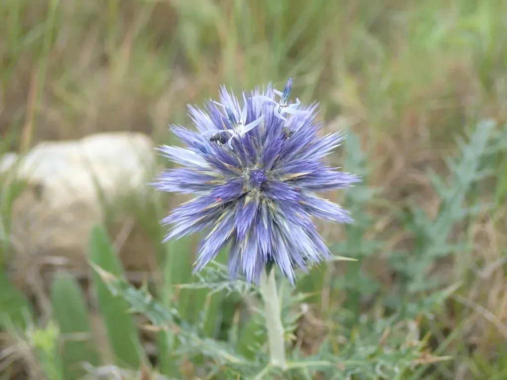 Globe Thistle