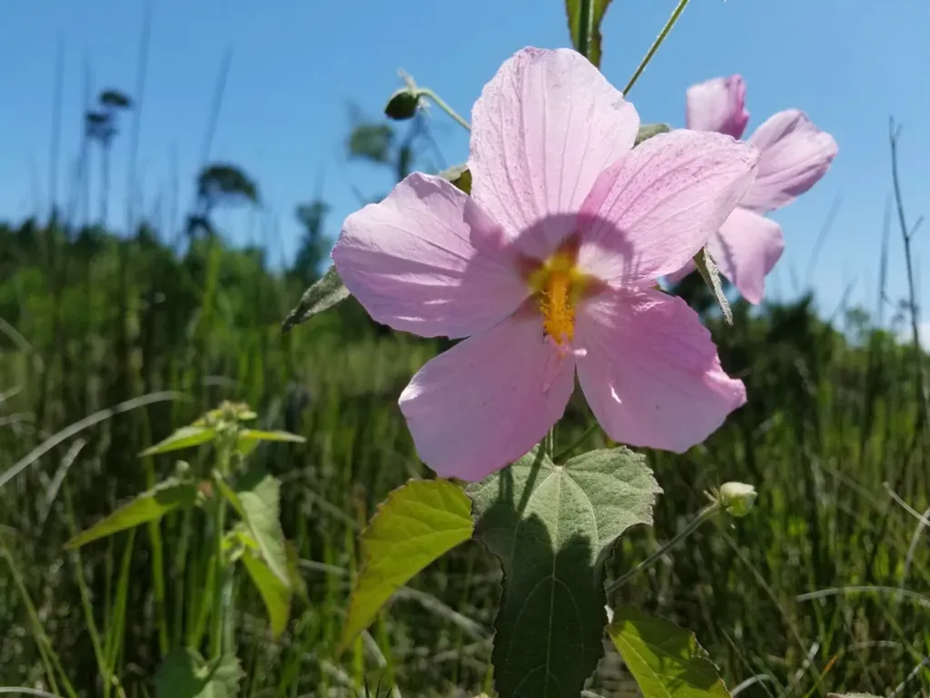 Coastal Mallow