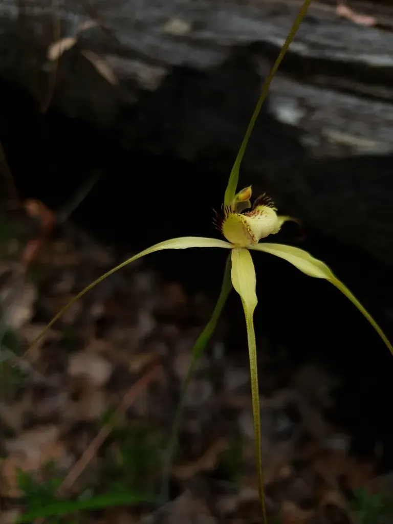 Margaret River Spider Orchid