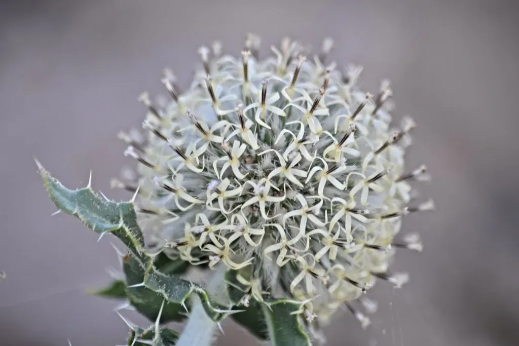 Echinops Gmelinii