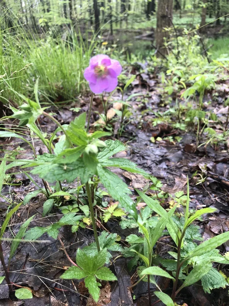 Wild Geranium