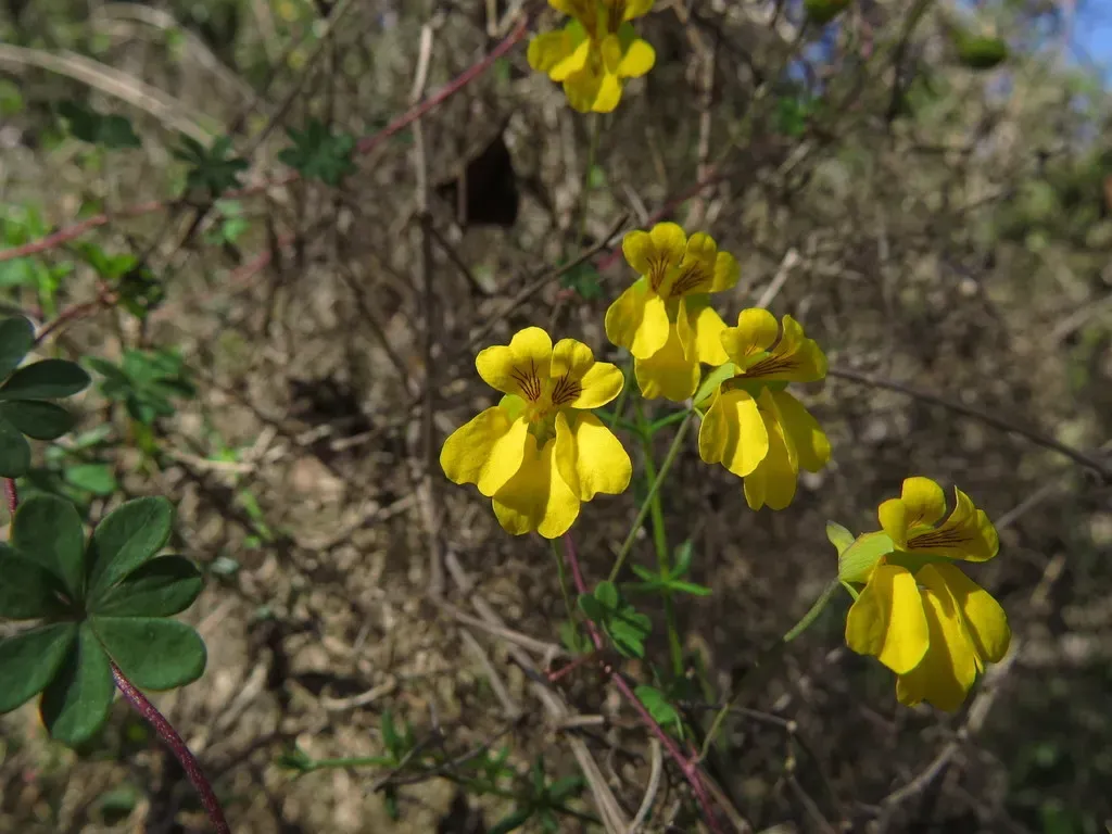 Tropaeolum Hookerianum