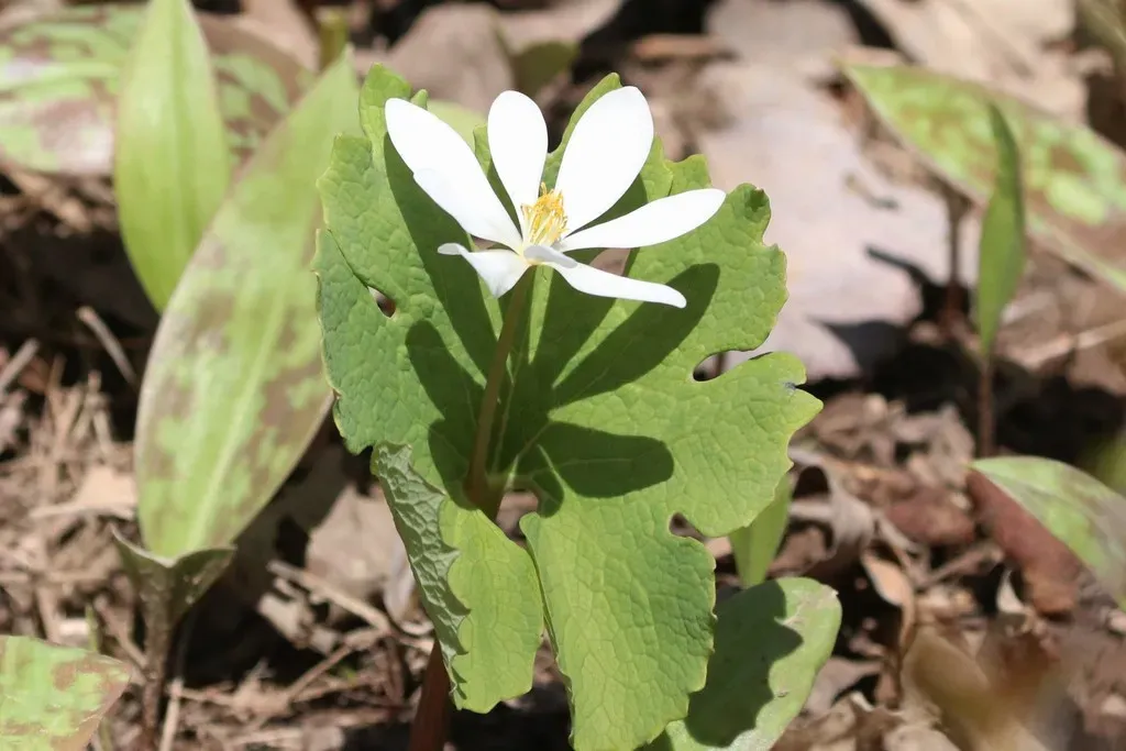 Bloodroot