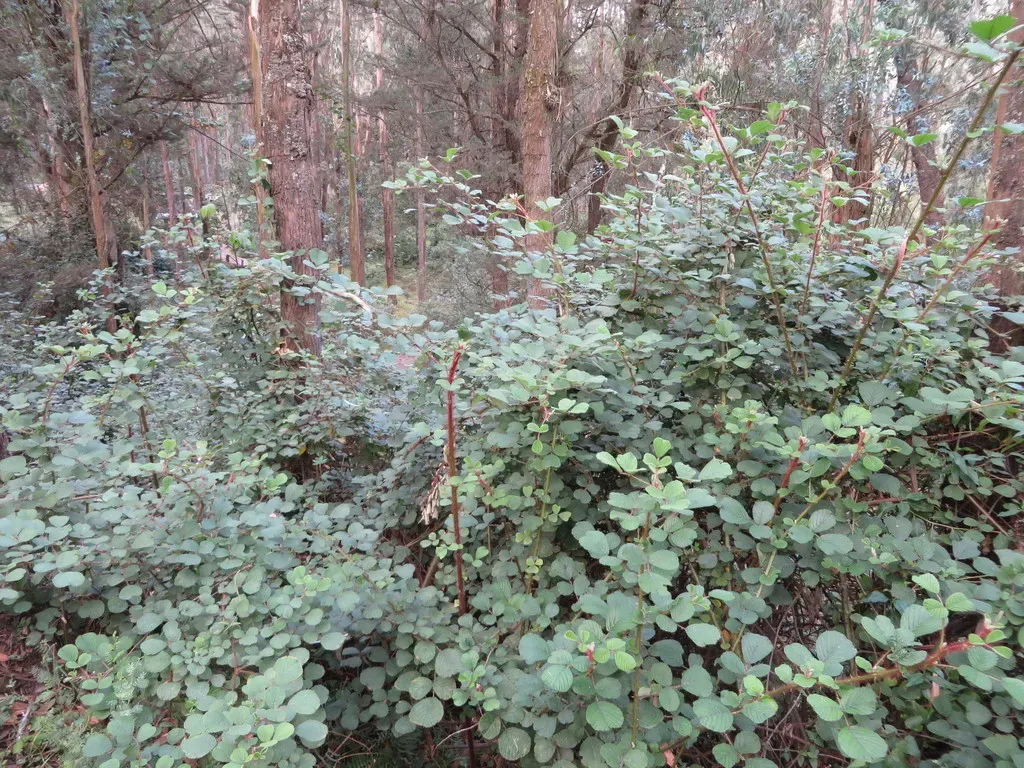 Golden Evergreen Raspberry