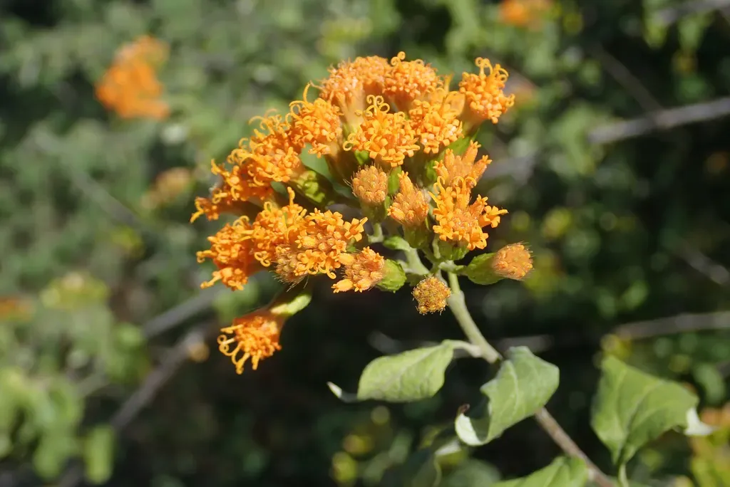 Golden-bittertea