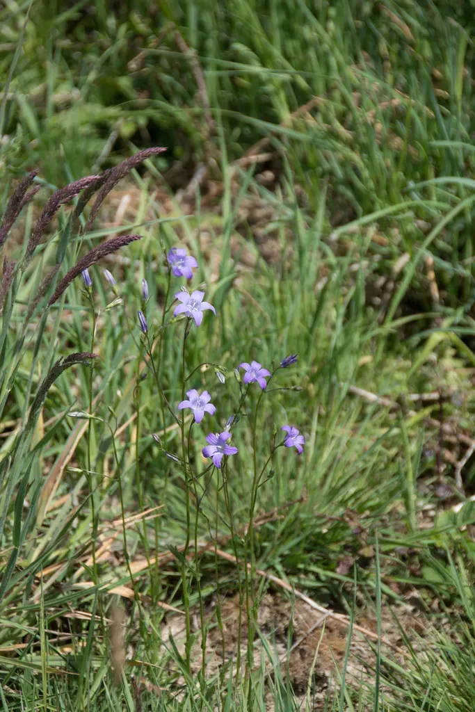 Spreading Bellflower