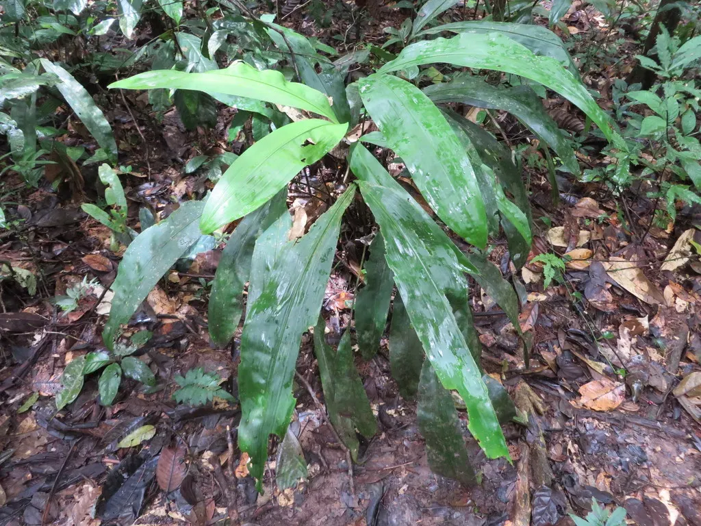 Split Leaf Cyclanthus