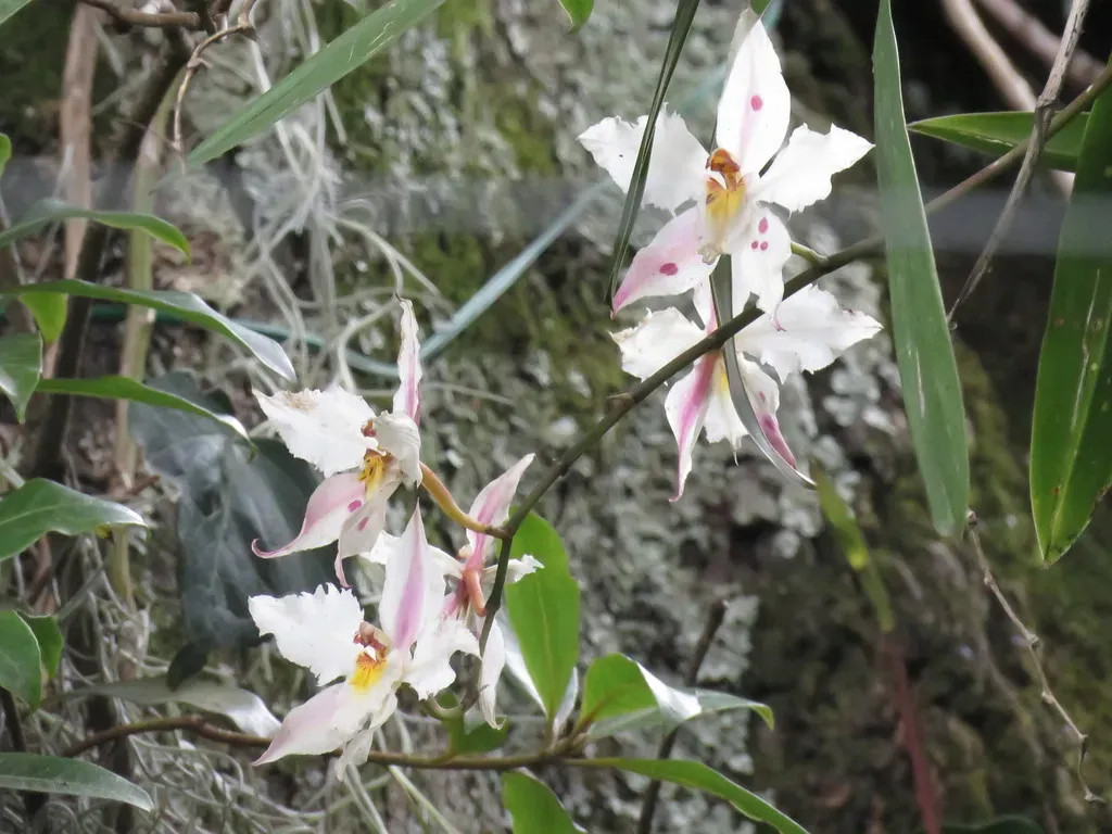 Oncidium Alexandrae