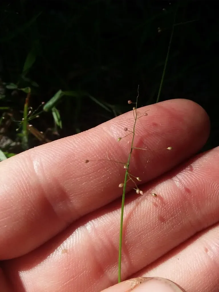 Short-leaved Witchgrass